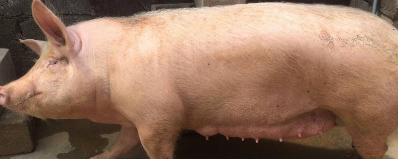 母猪低温不食是什么原因，可能是营养不足