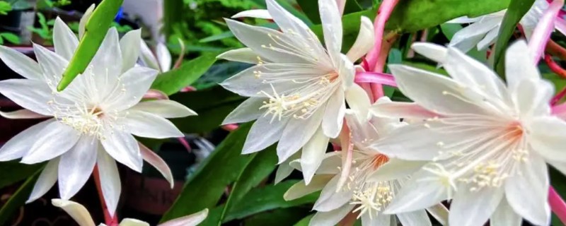 家庭养昙花的禁忌，忌阴凉处养殖