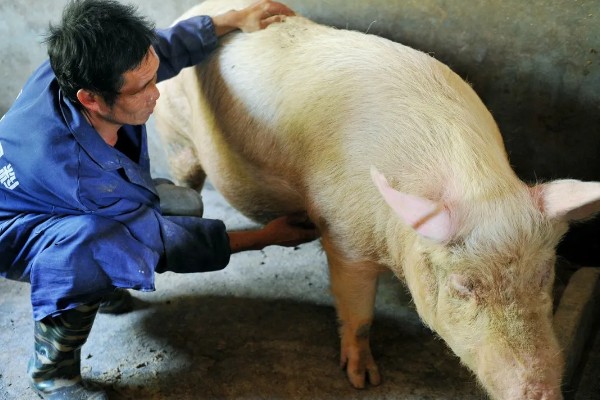 后备母猪的喂食量,根据体重决定每天的饲料用量