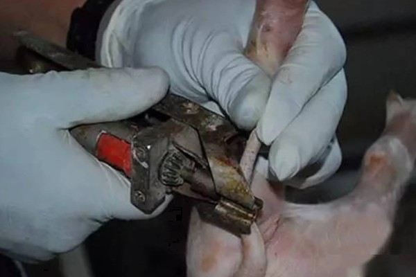 后备母猪的喂食量,根据体重决定每天的饲料用量