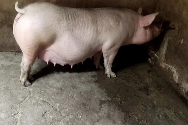 后备母猪的喂食量,根据体重决定每天的饲料用量