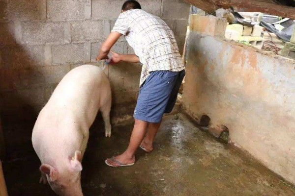 后备母猪的喂食量,根据体重决定每天的饲料用量