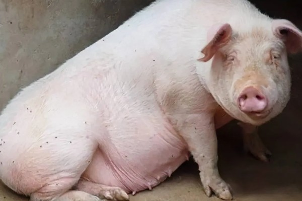 后备母猪的喂食量,根据体重决定每天的饲料用量