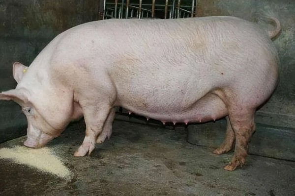 后备母猪的喂食量,根据体重决定每天的饲料用量