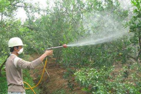 判断石榴树是否死亡的方法，叶片柔软、内部有汁液便表示未死亡