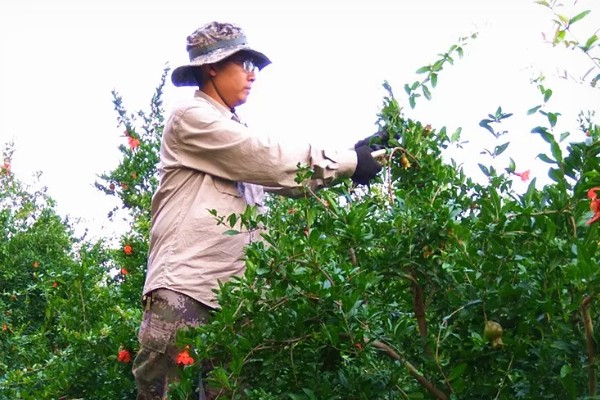 判断石榴树是否死亡的方法，叶片柔软、内部有汁液便表示未死亡