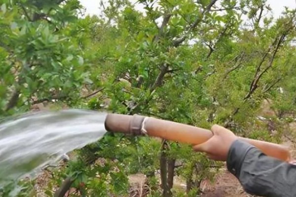 判断石榴树是否死亡的方法，叶片柔软、内部有汁液便表示未死亡