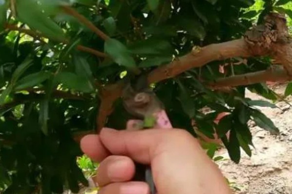 判断石榴树是否死亡的方法，叶片柔软、内部有汁液便表示未死亡