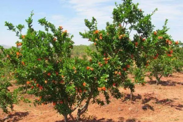 判断石榴树是否死亡的方法，叶片柔软、内部有汁液便表示未死亡