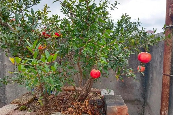 判断石榴树是否死亡的方法，叶片柔软、内部有汁液便表示未死亡