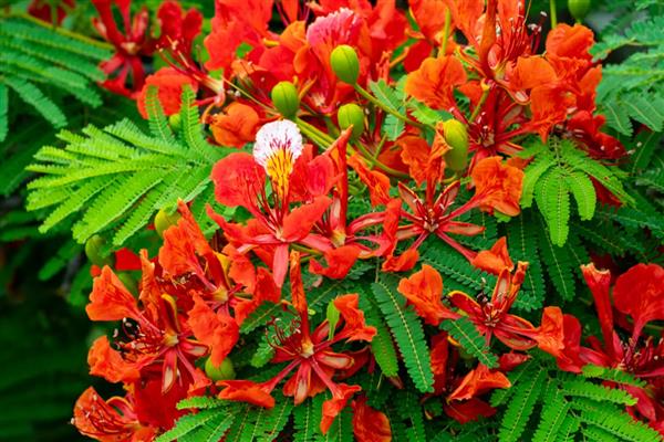 金凤花的简介，属于凤仙花科草本植物