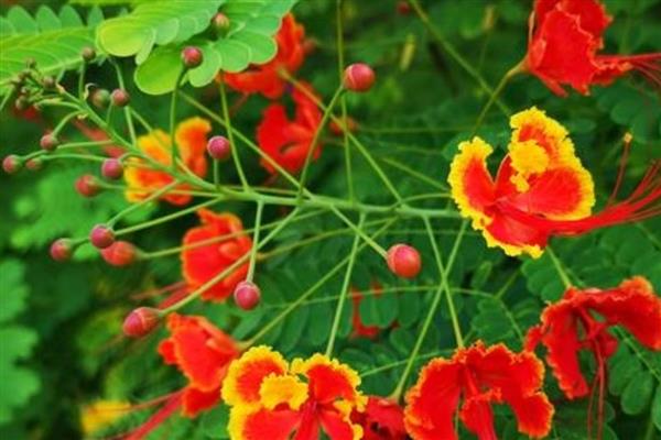 金凤花的简介，属于凤仙花科草本植物