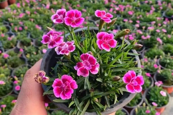 初吻花的养殖方法，每天接受4-6小时的光照