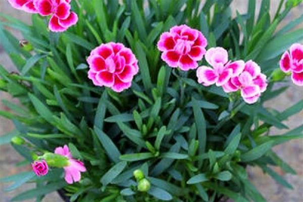 初吻花的养殖方法，每天接受4-6小时的光照