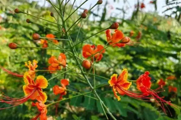 金凤花的简介，属于凤仙花科草本植物