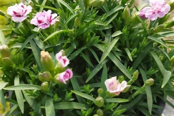 初吻花的养殖方法，每天接受4-6小时的光照