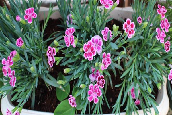 初吻花的养殖方法，每天接受4-6小时的光照