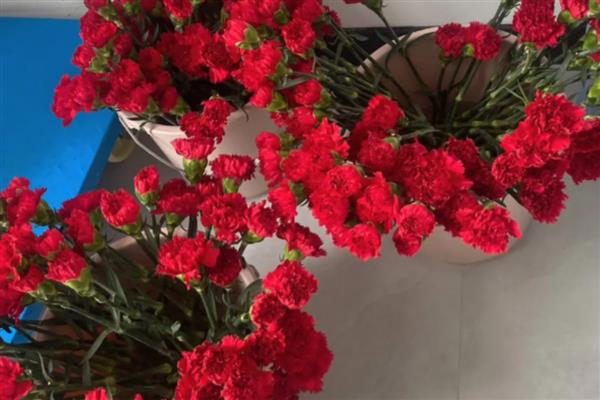 初吻花的养殖方法，每天接受4-6小时的光照