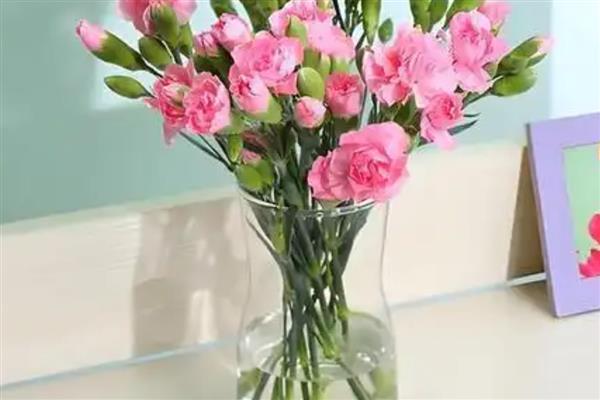 初吻花的养殖方法，每天接受4-6小时的光照