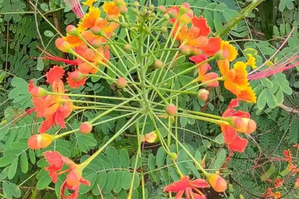 金凤花的简介，属于凤仙花科草本植物