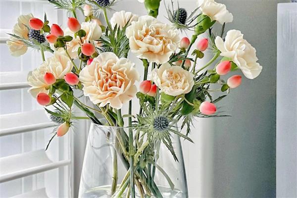 初吻花的养殖方法，每天接受4-6小时的光照