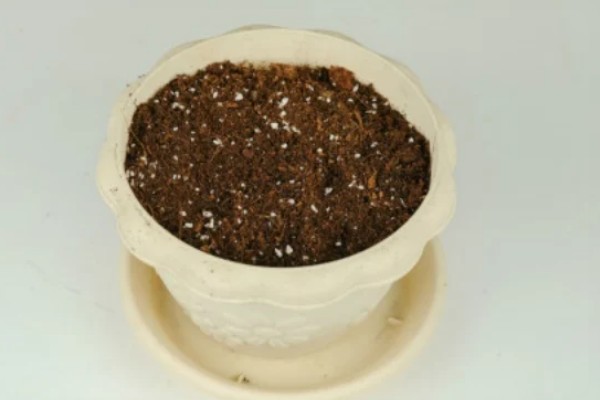 卫矛的盆景制作方法，根据植株的高度和长势进行摘心