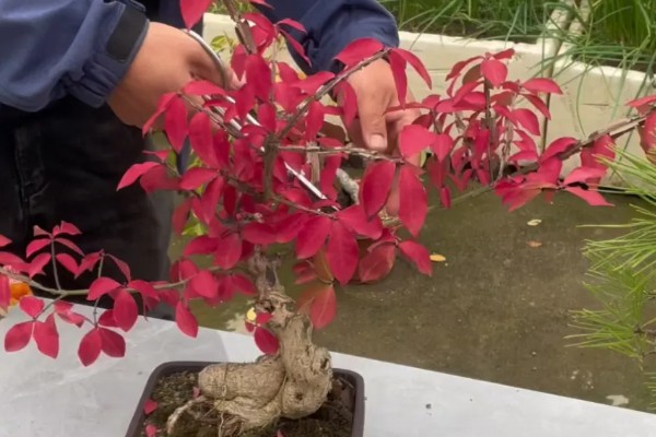 卫矛的盆景制作方法，根据植株的高度和长势进行摘心