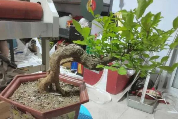 卫矛的盆景制作方法，根据植株的高度和长势进行摘心