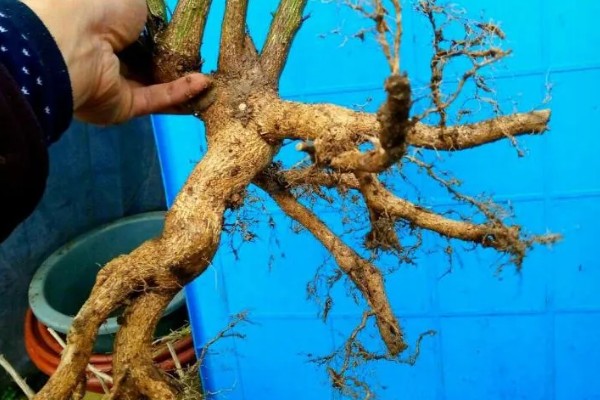 卫矛的盆景制作方法，根据植株的高度和长势进行摘心