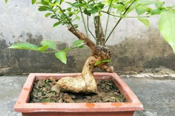 卫矛的盆景制作方法，根据植株的高度和长势进行摘心