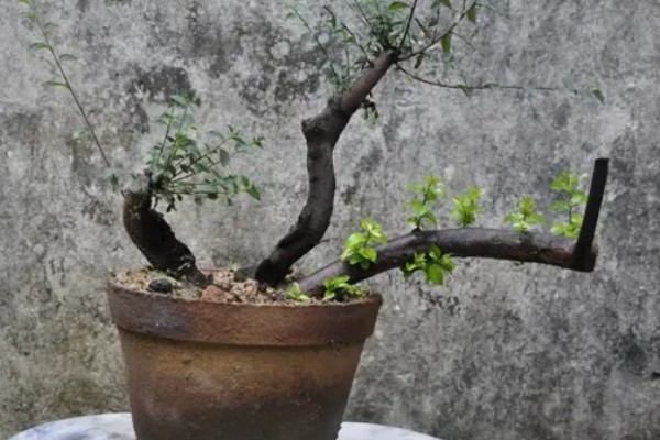 卫矛的盆景制作方法，根据植株的高度和长势进行摘心