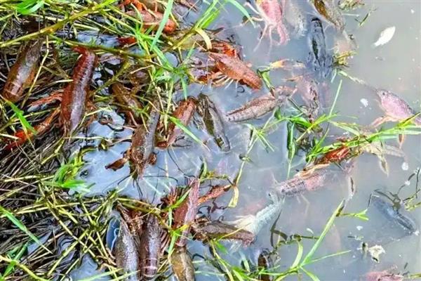 养龙虾的方法,池水透明度保持在35厘米以上
