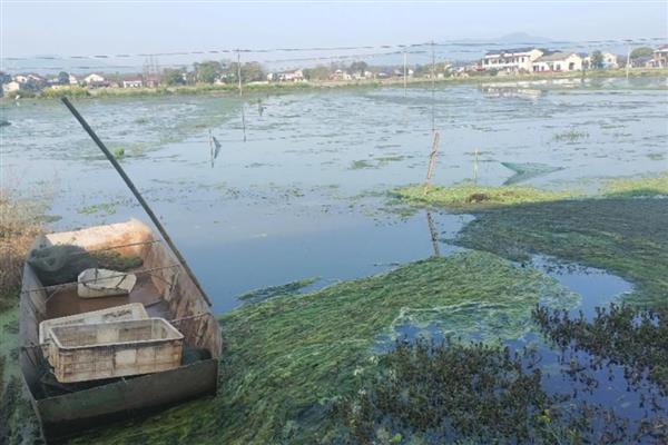 养龙虾的方法,池水透明度保持在35厘米以上