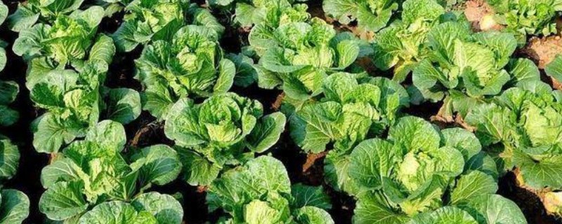白菜莲座期的管理方法，蹲苗时间为10-20天