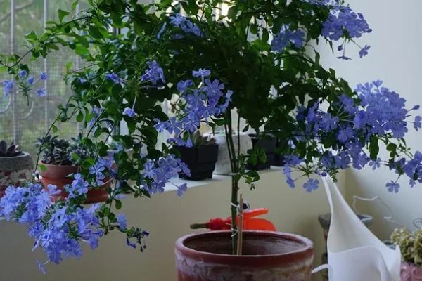 蓝雪花不能地栽的原因，地表温度下降后容易死亡