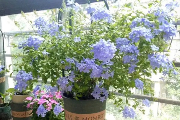 蓝雪花不能地栽的原因，地表温度下降后容易死亡