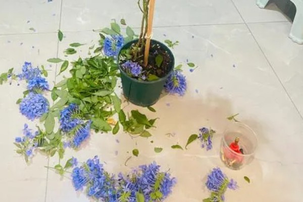 蓝雪花不能地栽的原因，地表温度下降后容易死亡