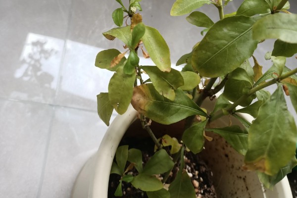 蓝雪花不能地栽的原因，地表温度下降后容易死亡