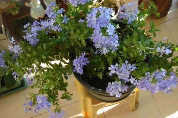 蓝雪花不能地栽的原因，地表温度下降后容易死亡