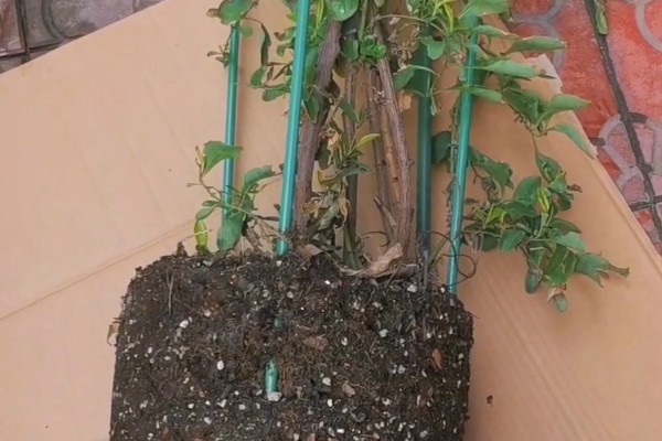 蓝雪花不能地栽的原因，地表温度下降后容易死亡