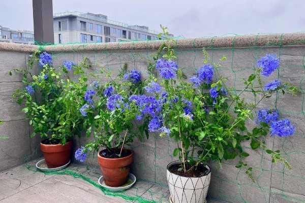 蓝雪花不能地栽的原因，地表温度下降后容易死亡