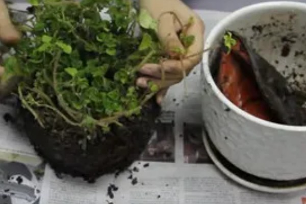 吸毒草烂根如何处理，剪除烂根经过消毒后再换土重栽