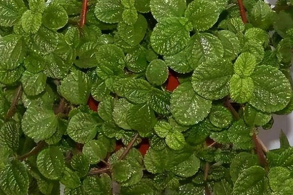 吸毒草烂根如何处理，剪除烂根经过消毒后再换土重栽