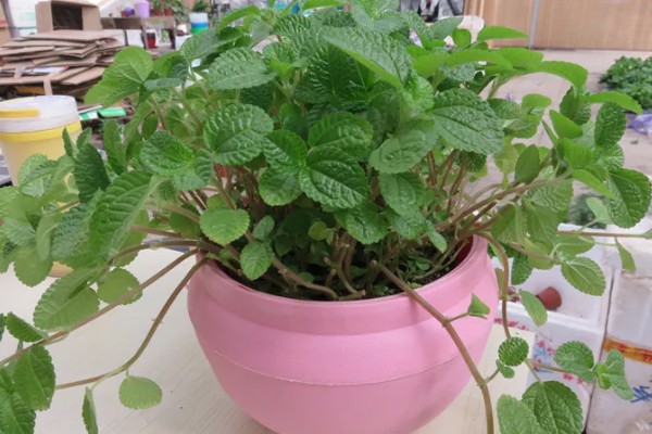 吸毒草烂根如何处理，剪除烂根经过消毒后再换土重栽