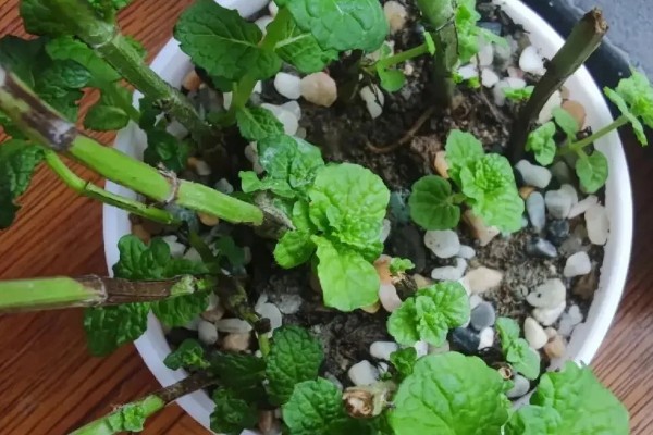 吸毒草烂根如何处理，剪除烂根经过消毒后再换土重栽