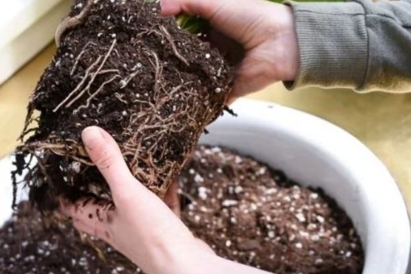 吸毒草烂根如何处理，剪除烂根经过消毒后再换土重栽