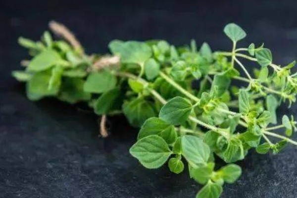 吸毒草烂根如何处理，剪除烂根经过消毒后再换土重栽