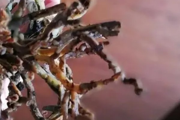 吸毒草烂根如何处理，剪除烂根经过消毒后再换土重栽