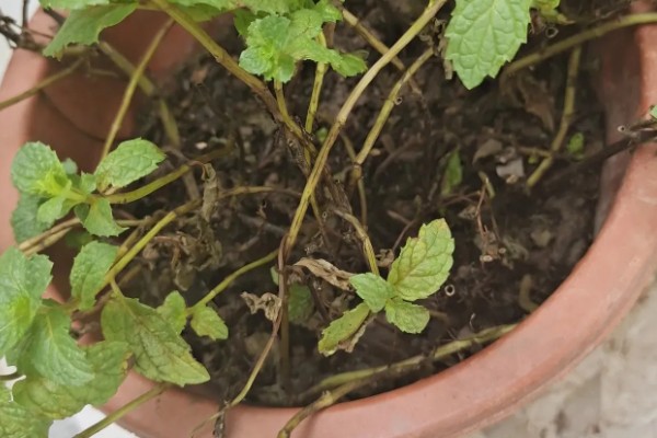 吸毒草烂根如何处理，剪除烂根经过消毒后再换土重栽