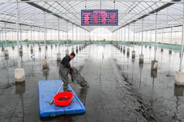 养龙虾的方法,池水透明度保持在35厘米以上